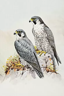 Two Animals Gallery: Peregrine falcon (Falco peregrinus), male and female, perching on a rock, looking away