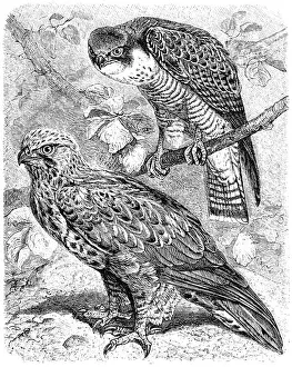 Illustrated Prints: The peregrine falcon (Falco peregrinus) and The rough-legged buzzard (Buteo lagopus)