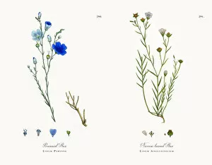 Images Dated 1st December 2017: Perennial Flax, Linum Perenne, Victorian Botanical Illustration, 1863