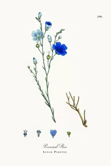 Images Dated 11th October 2017: Perennial Flax, Linum Perenne, Victorian Botanical Illustration, 1863