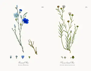 Perennial Flax, Linum Perenne, Victorian Botanical Illustration, 1863