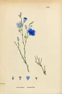 Images Dated 11th March 2017: Perennial Flax, Linum Perenne, Victorian Botanical Illustration, 1863