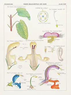 Perennial and sage Chromolithography 1883