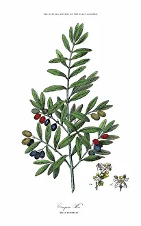 Botanical Illustration Prints: Perennials, Plant Kingdom, Victorian Botanical Illustration, Circa 1853
