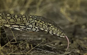 Images Dated 28th April 2011: Perentie monitor lizard