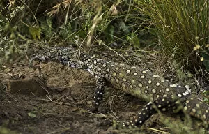 Crawling Gallery: Perentie monitor lizard eating snake