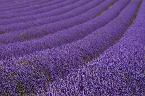 UK Travel Destinations Gallery: Hitchin Lavender Fields Collection