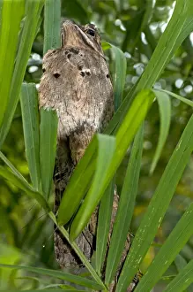 Ecuador Prints: Perfectly camouflaged Common Potoo -Nyctibius griseus- breeding on a tree stump with its short beak pointing upwards to