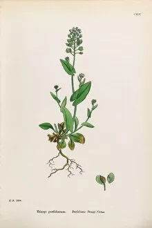 Images Dated 30th January 2017: Perfoliate Penny-Cress, Thlaspi perfoliatum, Victorian Botanical Illustration, 1863