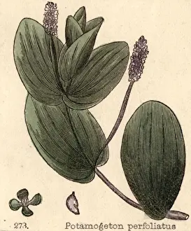 Perfoliatus