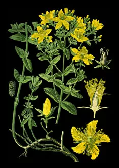 Medicinal and Herbal Plant Illustrations Collection: perforate St John s-wort, common Saint Johns wort, St Johns wort