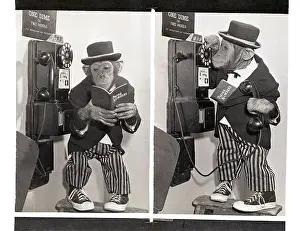 Performing Chimpanzee on the Phone