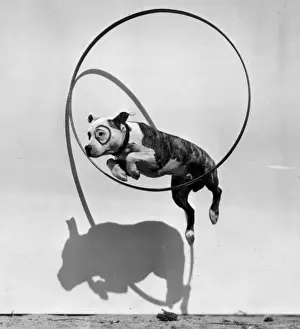 Jump Prints: Performing Dog
