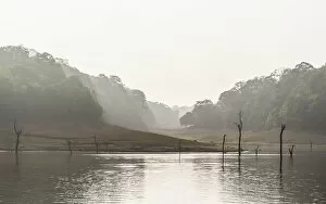Images Dated 6th April 2012: Periyar dam and jungle in the mist, Thekkadi, Tamil Nadu, India