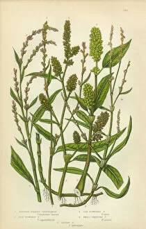 Images Dated 17th February 2016: Persecaria, Knotweed, Smartweed, Sorrel, Victorian Botanical Illustration