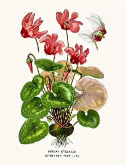Persian cyclamen