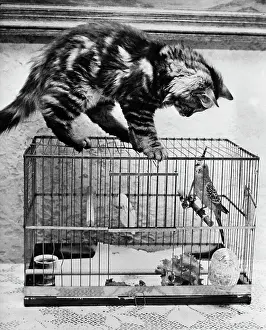 Kitten Prints: Persian Kitten and Parakeet