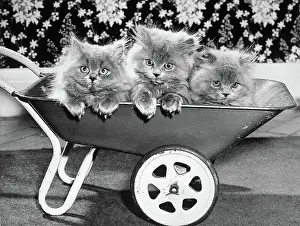Kitten Prints: Three Persian Kittens in a Toy Wheelbarrow