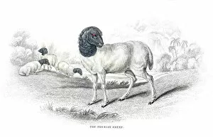 Images Dated 26th May 2017: Persian sheep lithograph 1884