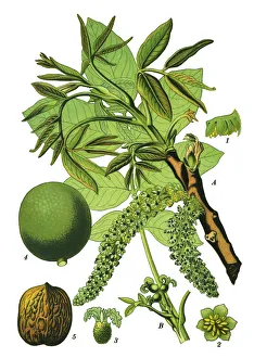 Images Dated 18th April 2019: Persian walnut, English walnut, Circassian walnut