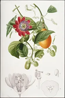 Persimmon