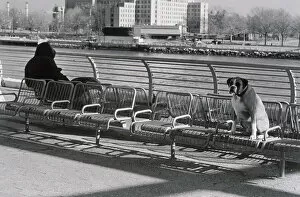 Metal Gallery: Person and dog sitting far apart on benches