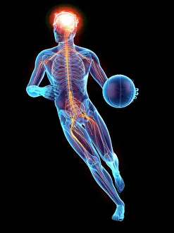 Scientific Prints: Person playing basketball, nervous system, illustration