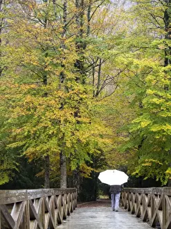 Canyon Prints: Person walking on a bridge of wood that crosses a forest with a white umbrella in autumn