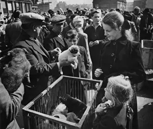 Cage Prints: Pet Market