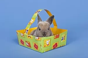 Pet rabbit in an Easter basket