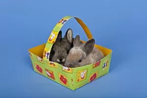 Two pet rabbits in an Easter basket