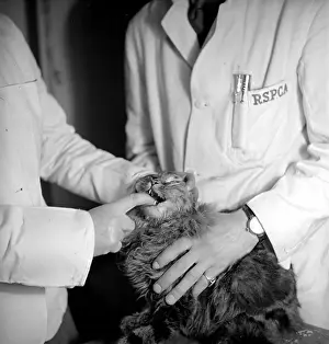Roles And Oc Prints: Pet Treatment