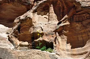 Stone Materiel Prints: Petra Jordan