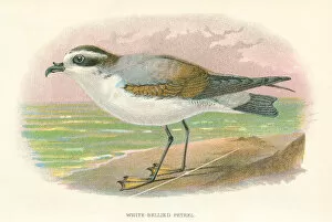 Images Dated 29th September 2017: Petrel birds from Great Britain 1897