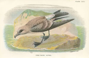 Images Dated 29th September 2017: Petrel birds from Great Britain 1897 birds from Great Britain 1897