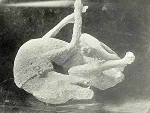 Excavation Prints: Petrified Dog Found In Excavation/Pompei