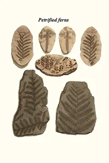 Prehistoric Prints: Petrified ferns