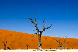 Images Dated 23rd February 2017: Petrified Forest, Deadvlei, Namib desert, Namibia, Africa