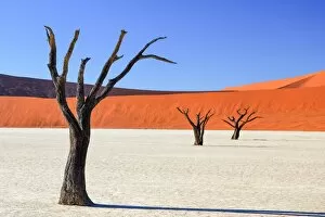 Dawn Gallery: Petrified Forest, Deadvlei, Namibia, Africa