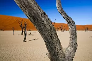 Images Dated 12th December 2009: Petrified Trees, The Dead Vlei