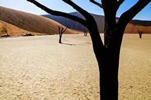 Namibia Collection: Petrified Trees, The Dead Vlei