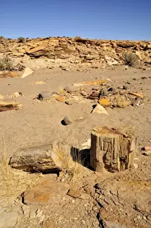 Namibian Prints: Petrified trees, Mik mountains, Damaraland, Namibia, Africa