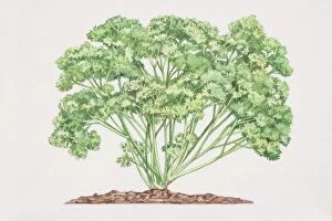 Images Dated 29th June 2006: Petroselinum crispum, Curled Parsley plant growing in soil