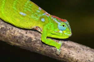 Scaled Reptile Prints: Petters Chameleon -Furcifer petteri