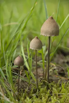 High Section Prints: Petticoat Mottlegill (Panaeolus papilionaceus)