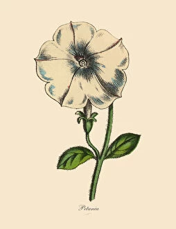 Images Dated 6th April 2016: Petunia Plants, Victorian Botanical Illustration