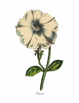 Images Dated 19th February 2019: Petunia Plants, Victorian Botanical Illustration
