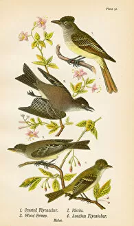 Images Dated 19th May 2017: Pewee Flycatcher Phoebe bird lithograph 1890