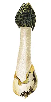 Phallus impudicus, known colloquially as the common stinkhorn
