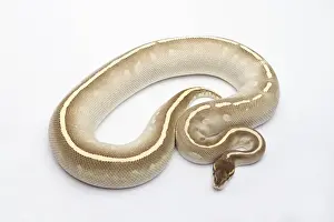 Phantom Mojave Het Ghost Ball Python or Royal Python -Python regius-, female